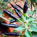 ghost pepper Planting Bonsais Carolina Reaper chili Pepper plants Super Hot plants vegetables home garend seeds (বীজ). 