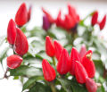 All Season Indian Bullet Chili Hybrid SeedS For Plants and Tob/Terrace - 30PcS. 