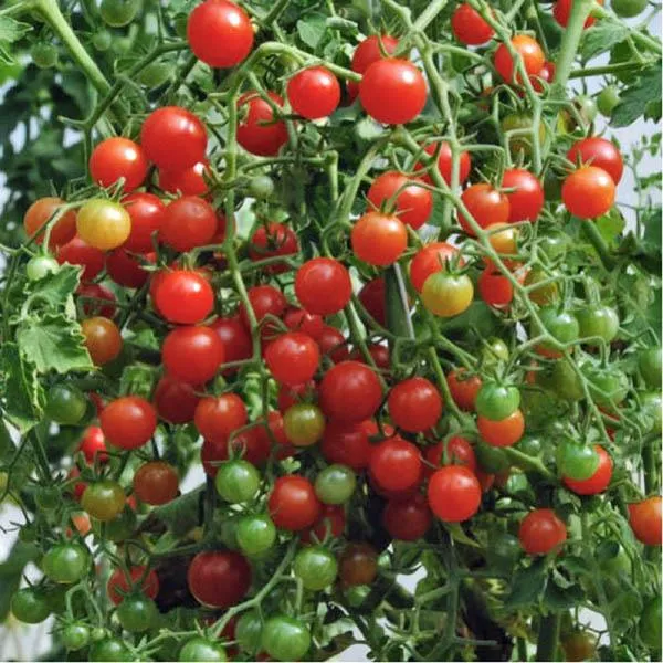 All Season Red Tomato Seeds - 30 Pcs Seeds
