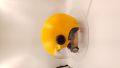 Girl 3C Four Seasons Kids Summer Electric Scooter Baby Kids Helmet Helmet Boy Kids Cute.
