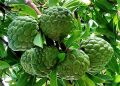 Sugar Free Organic Custard Apple Fruit Seeds For Gardening or planting - 10Pcs Seeds.
