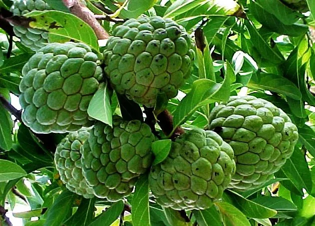 Sugar%20Free%20Organic%20Custard%20Apple%20Fruit%20Seeds%20For%20Gardening%20or%20planting%20-%2010Pcs%20%20Seeds%20-%20Image%203