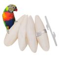 Cuttlefish bone for birds(Cuttlefish Bird Food)-50 gm. 