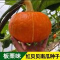 Organic Japanese Sweet Yellow Pumkin 10+ Seeds All Season.