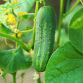 F1 Hybrid All Season Sosha/Baromasi Sosha (Repack)- 10 Seeds. 