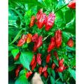 Naga Chili (Bombai Morich) Seeds - 20 pcs - নাগা মরিচের বীজ - বোম্বাই মরিচের বীজ. 