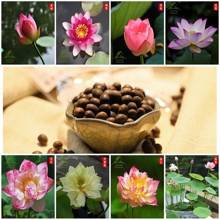 Global%20Water%20Lily%20Bonsai%20seeds-%205%20Pcs%20(Lotus)%20seedS%20-%20Image%203