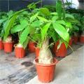 Dieffen Bachia Bonsai Home Money Tree Plant Rare Indoor Bonsai Plantas Garden Pot Bonsai Perennial Lucky Bonsais Plant - Flower Tub. 