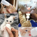 New Premium Nursing Puppies Kitten Cat Dog Milk Medicine Feeder.