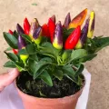 All Season Color Ornamental Chili Seeds - 30+ Pcs Seeds.