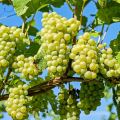 Easy to grow Sweet climbing Green Grape Seeds -20 Pcs Seeds.