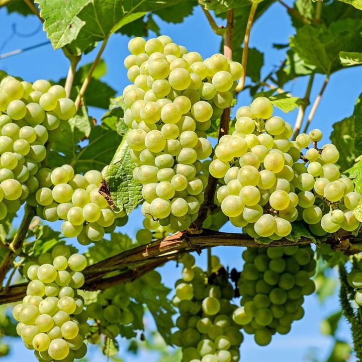 Easy%20to%20grow%20Sweet%20climbing%20Green%20Grape%20Seeds%20-20%20Pcs%20Seeds%20-%20Image%203