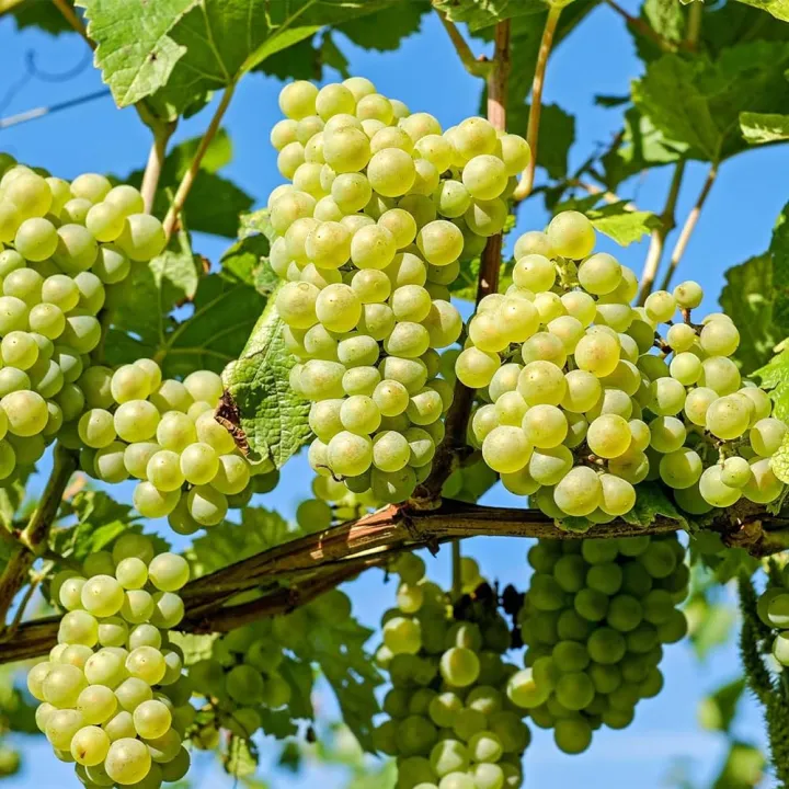 Easy%20to%20grow%20Sweet%20climbing%20Green%20Grape%20Seeds%20-20%20Pcs%20Seeds%20-%20Image%203