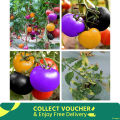 20 Pcs Global Colourful Rainbow Tomato Fruit Bonsai Seeds. 