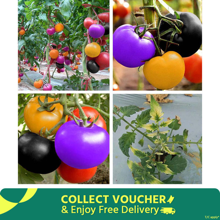 20 Pcs Global Colourful Rainbow Tomato Fruit Bonsai Seeds