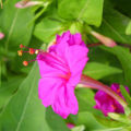Gorgeous Pink Four O'Clock Flower (Sandhyamalati) seeds - 15 Pieces: Fragrant, Colorful, and Abundant Blooms. 