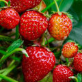 Exceotional Quality - Organic Red Strawberry Seed -150 + PC Seed (imported global seeds) - Sustainable Option - To Exprerience Greatness.