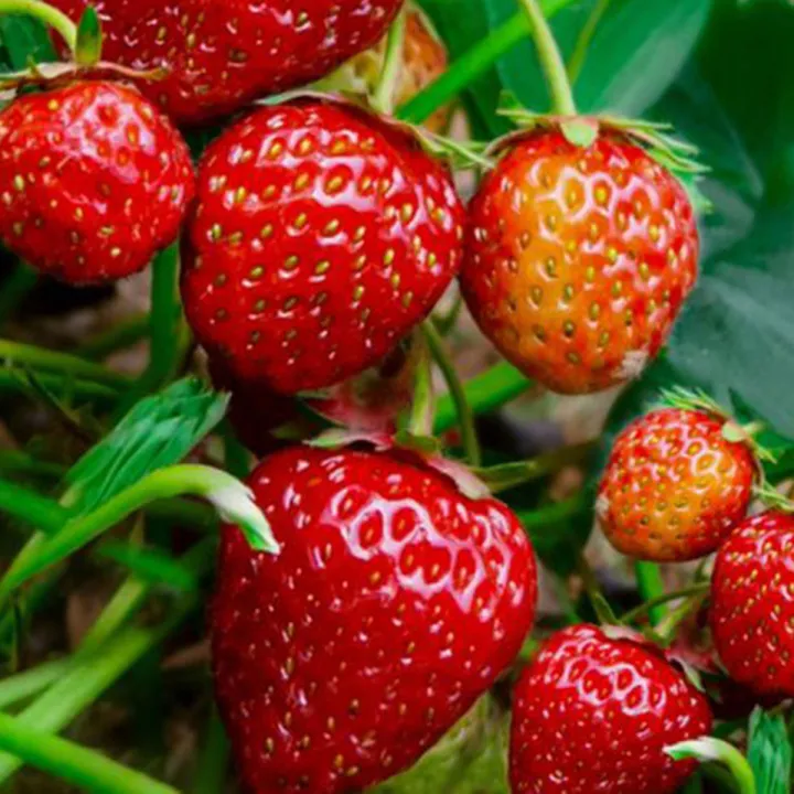 Exceotional%20Quality%20-%20Organic%20Red%20Strawberry%20Seed%20-150%20+%20PC%20Seed%20(imported%20global%20seeds)%20-%20Sustainable%20Option%20-%20To%20Exprerience%20Greatness%20-%20Image%209