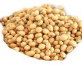 Soybean Seeds/ Soybean Bichi/Bij-  500 gm. 