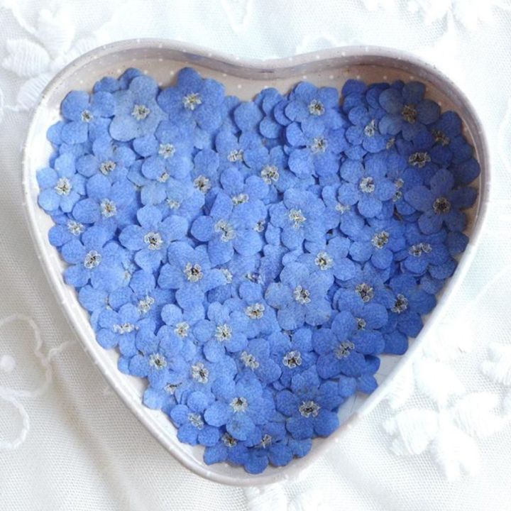 20%20PCS%20DIY%20Dried%20Flowers%20Elegant%20Beautiful%20Artificial%20Forget-Me-Not%20Simple%20Creative%20Pressed%20Flower%20Decoration%20-%20Image%204
