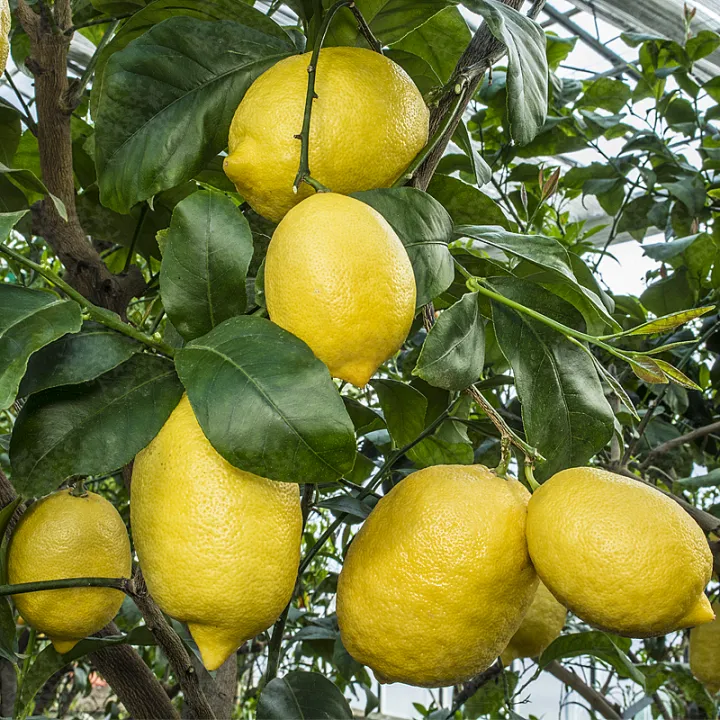 Global%20Dwarf%20Lemon%20Tree%20Seeds%20-%2010%20Pcs%20SeedS%20-%20Image%202
