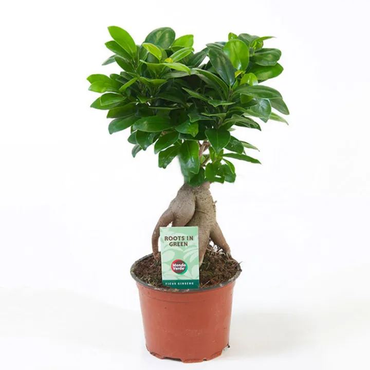 Indulge%20Durablity%20-%20Premium%20Quality%20-%2015%20Peace%20Tea%20Seeds%20-%20Vintage%20Choice%20-%20To%20Exprerience%20Greatness%20-%20Trendsettler%20-%20Must%20Have%20-%20Image%208