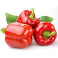 Red Capsicum Bell Pepper Seeds. 