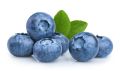 Blueberry Fruit Seeds - 50 Pieces +gift ( best quality seeds and 99% germination rate).