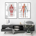 Human Skeletal Frame Organs Medical Poster Modern Anatomy Muscle Skeleton Decor Wall Art Canvas Painting Pictures Prints Artwork. 