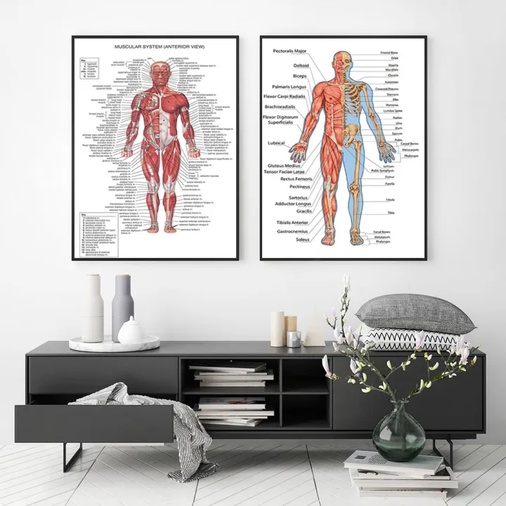 Human%20Skeletal%20Frame%20Organs%20Medical%20Poster%20Modern%20Anatomy%20Muscle%20Skeleton%20Decor%20Wall%20Art%20Canvas%20Painting%20Pictures%20Prints%20Artwork%20-%20Image%203