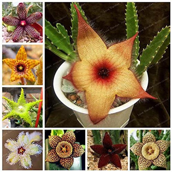 Climbing Strawberry Seeds - 40 Pcs For Home Garden - Rare Fruit Plant 40  Strawberry Seeds