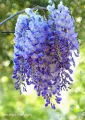 All Season Wisteria Japanese Climbing flower - 5Pcs SeedS (Global Seeds). 