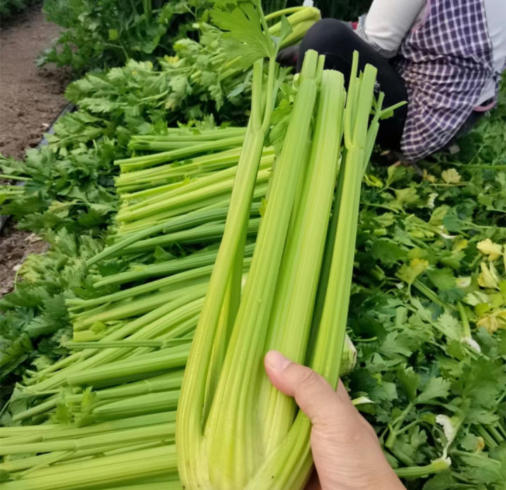 100%25%20Original%20Biji%20Benih%20Saderi%20Crispy%20Celery%20Seeds%20for%20Sale%20(Fresh%20500pcs%20Seeds)%20-%20Image%202