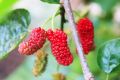 Red Mulberry Seeds Long Mulberry Bonsai For Garden-30Pcs seeds.
