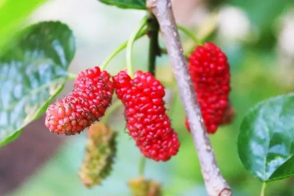 Red%20Mulberry%20Seeds%20Long%20Mulberry%20Bonsai%20For%20Garden-30Pcs%20seeds%20-%20Image%202