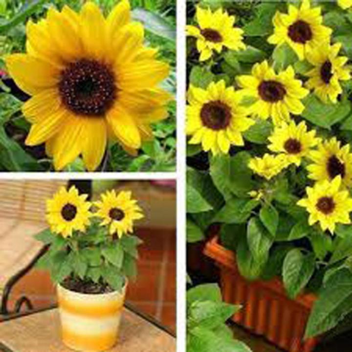 Dwarf Sunflower Seeds -20 Pcs | Daraz.com.bd