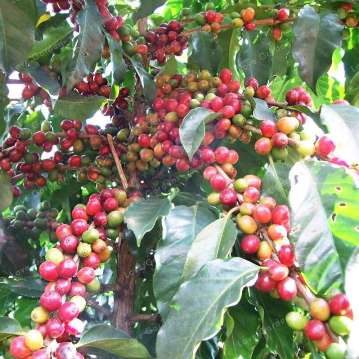 Coffee%20Bean%20Bonsai%20Home-%20grown%20Cocoa%20Bean%20Balcony%20Bonsai%20Tree%20Plant%20%20&%20seeds%20Bonsai%20Coffee%20Cherry%20Bonsai%20Home%20Graden%20Plant%20-%20Image%204