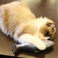 5PCS Catnip Fish Toys for Cat 20Cm Cat Toys Cat Fish Pillow Cat Catnip Toys. 