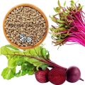 Beet Root Seeds Intact Pack F1 Hybrid (INDIAN) 10gm.