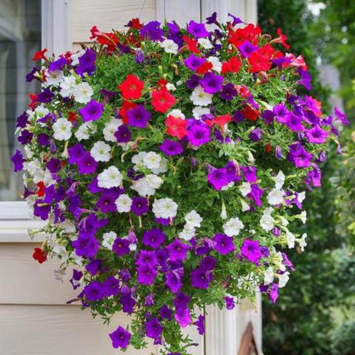 %E0%A6%AA%E0%A6%BF%E0%A6%9F%E0%A7%81%E0%A6%A8%E0%A6%BF%E0%A7%9F%E0%A6%BE/%20Petunia%20Flower%20Seed%20-100%20Pcs%20Mixed%20Color%20Petunia%20Flower%20Seed%20%20%20For%20All%20Season%20Imported%20Hybrid%20Seed%20-%20Image%202