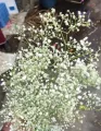 জিপসি / Gypsy Flower Seed - 50/100+ pcs White Color Gypsy Flower Seed All Season - সাদা রঙ এর জিপসি ফুলের বীজ.