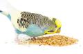 Budgerigar Bird Food Mix 1kg. 