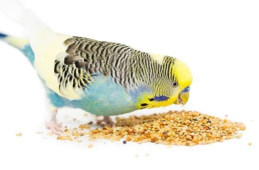 Budgerigar%20Bird%20Food%20Mix%201kg%20-%20Image%204
