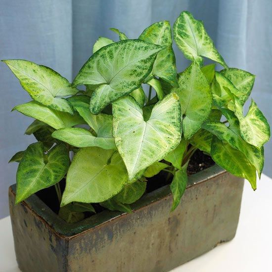 Syngonium%20plant%20indoor%20and%20outdoor%20%20plant%20%201%20pcs%20-%20Image%205