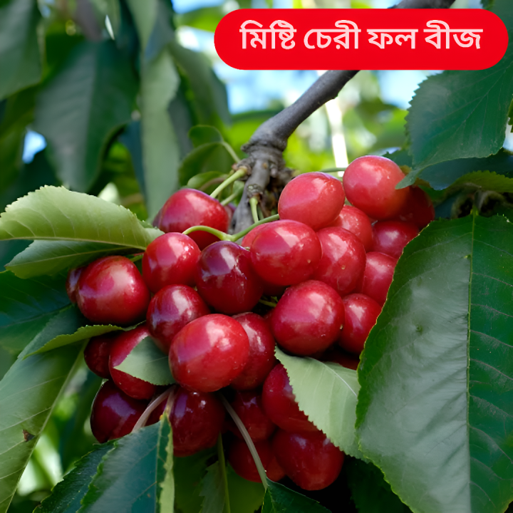 Australian%20Cherry%20Bonsai%20Seeds%20-%205%20Piece%20Seeds%20-%20Image%202