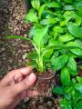 Germination cup-Hydroponic cup 50 pcs. 