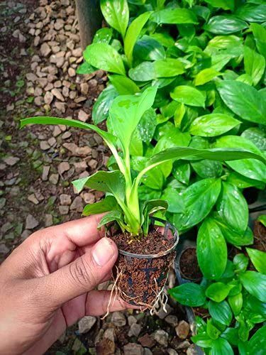 Germination%20cup-Hydroponic%20cup%2050%20pcs%20-%20Image%205
