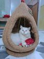 Cat house with soft cushion bed - বিড়ালের বাসা  - for deshi & persian cat. 