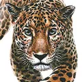 Heat Transfer Iron on Patch Vibrant Animal Heat Transfer Stickers for Clothes Bags Hats Colorfast Realistic Iron-on Decals for Stylish Southeast Asian Fashion Heat Press Iron on Patch. 