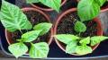 Coco peat Media For Seedling 1kg,Growing Media. 